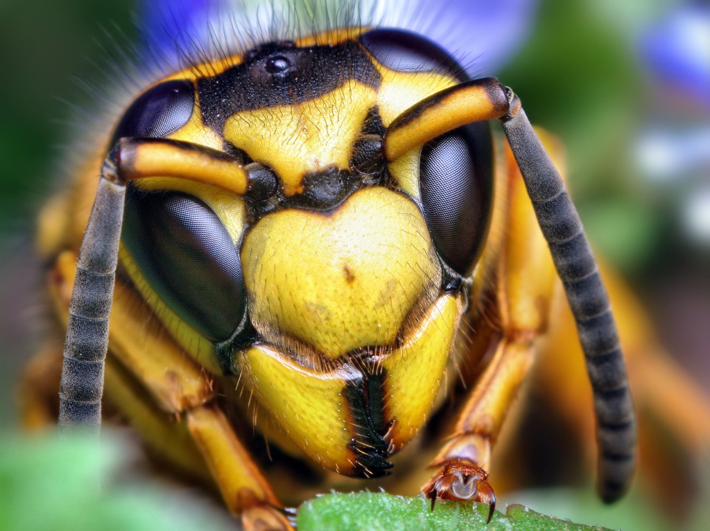 Face_of_a_Southern_Yellowjacket_Queen